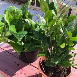 Meet your Posher, Charlene